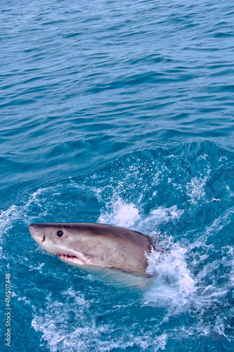 Great White Shark  Carcharodon carcharias  Gansbaai  Western Cape  South Africa  Africa