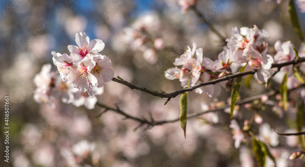 Almond tree blossom, Spain