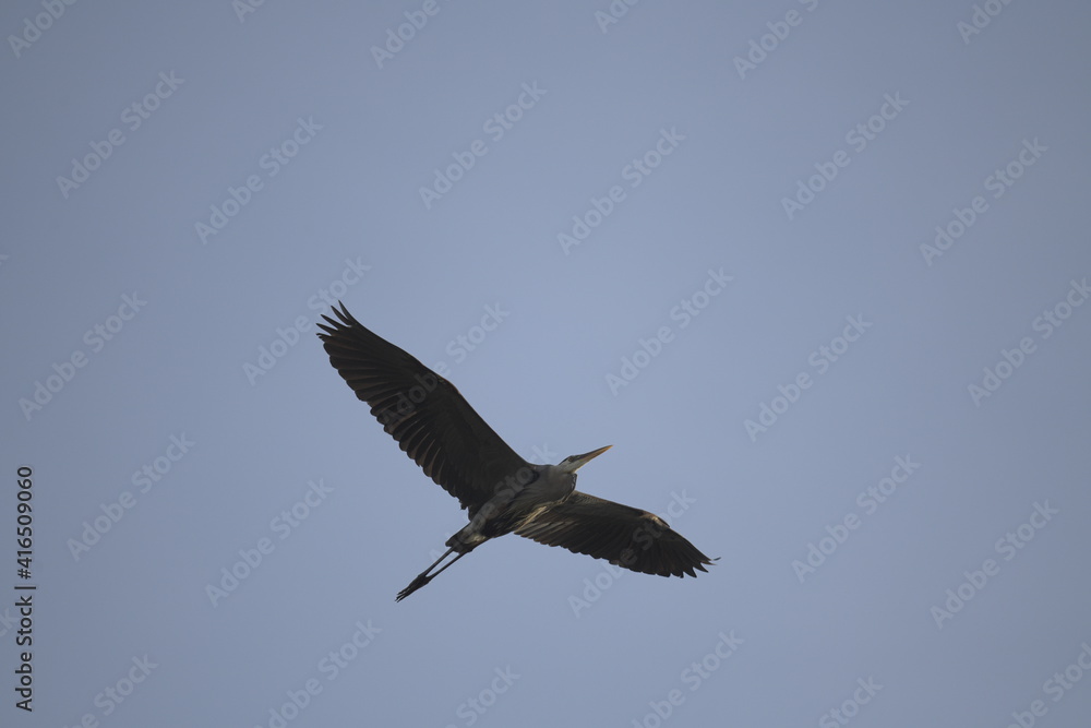 Obraz premium Heron flying in Ann Arbor