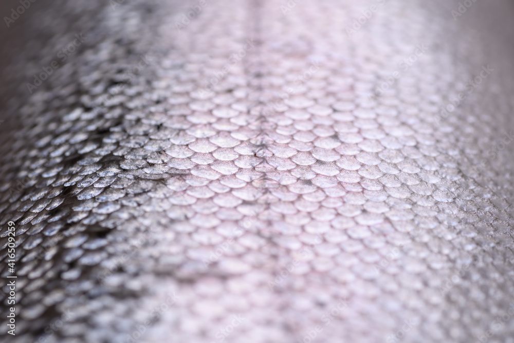 Grey scales of red fish macro background Grey scales of red fish macro background