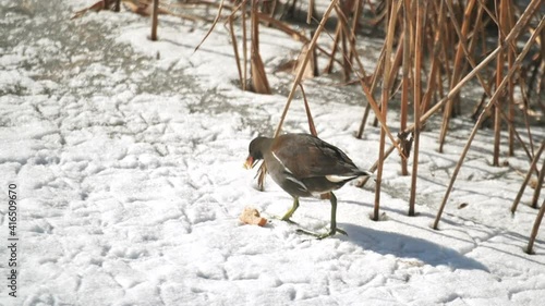 Partridge bird eating a piece of bread on a frozen lake photo