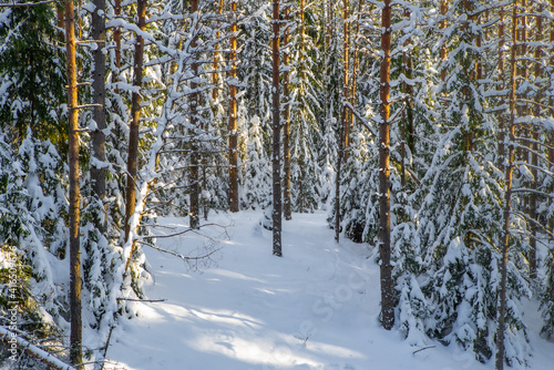 Scenic landscape of winter forest. Trees covered by snow.