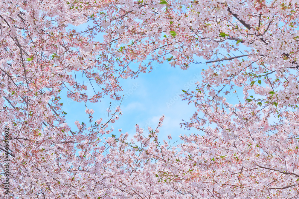 Cherry blossoms in full bloom on a blue sky  Japanese spring landscape