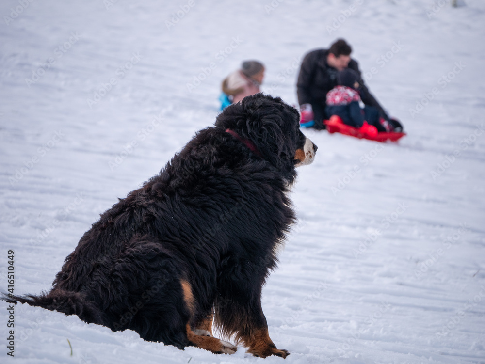 chien dans la neige chien dans la neige