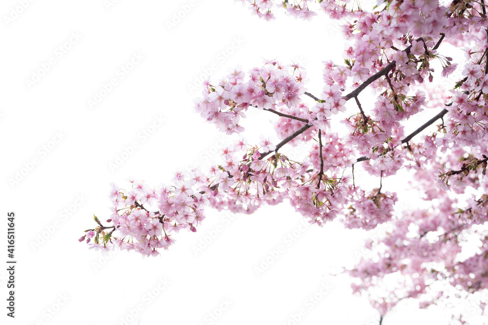 満開の桜、サクラ、さくら、河津桜