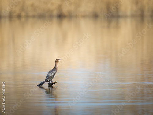 Cormorant sitting on a perch at lake Neusiedlersee in Burgenland