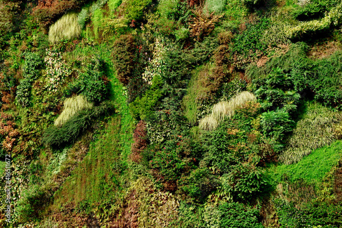 Wall covered with green plants growing outside