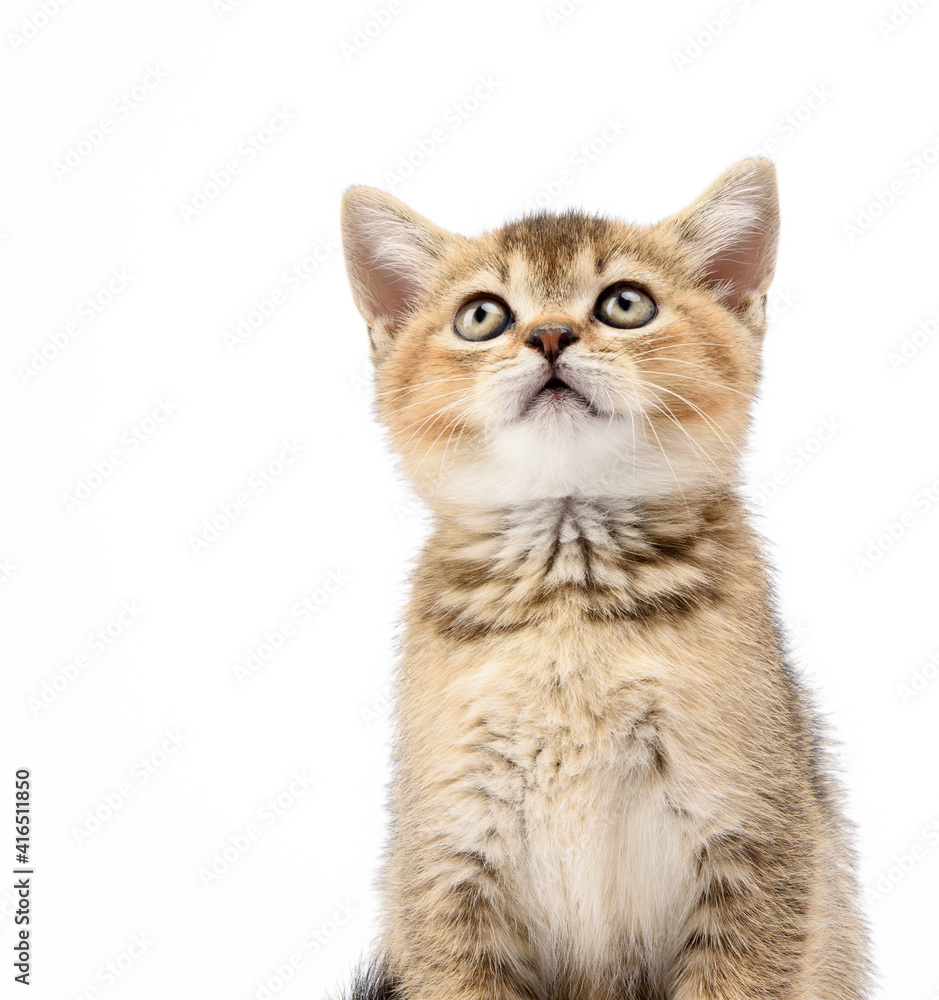 Kitten golden ticked Scottish chinchilla straight sits in front on a white background Kitten golden ticked Scottish chinchilla straight sits in front on a white background