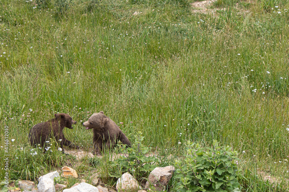 Crías de oso gris jugando en el bosque Crías de oso gris jugando en el bosque