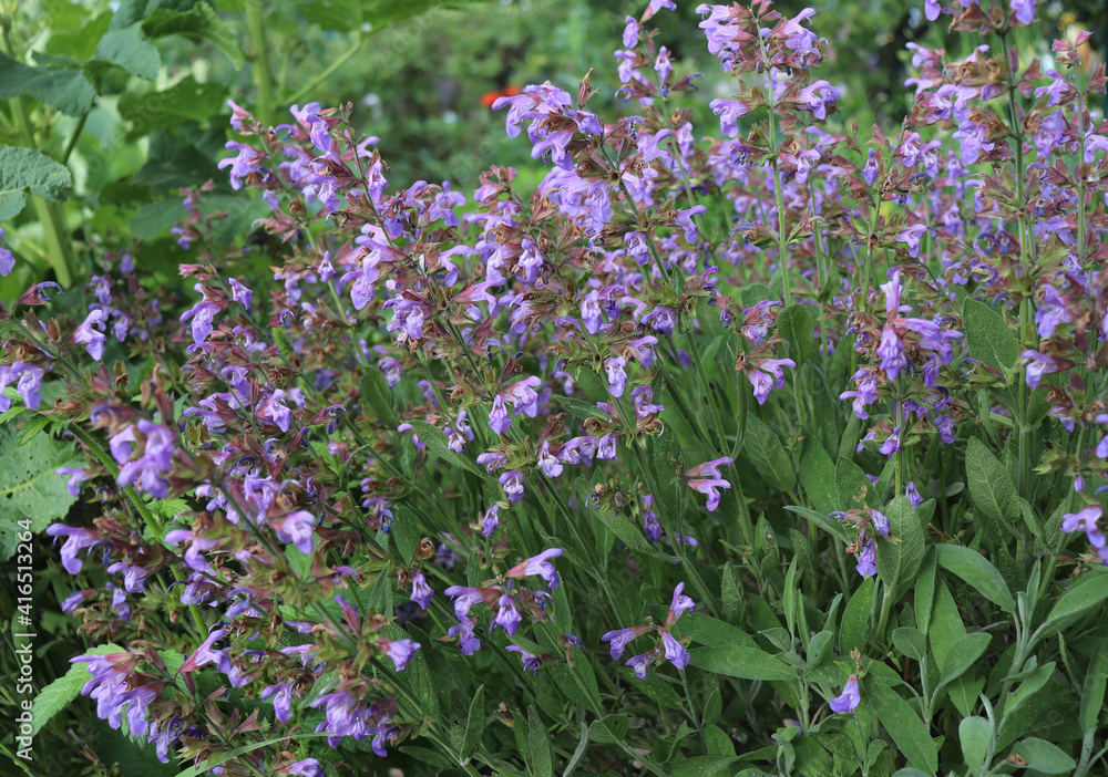 Close up beautiful blue Salvia flower blooming in the outdoor garden with blurred background. Purple Salvia is a herbal plant in the mint family. Botanical and flower concept. Close up beautiful blue Salvia flower blooming in the outdoor garden with blurred background. Purple Salvia is a herbal plant in the mint family. Botanical and flower concept.