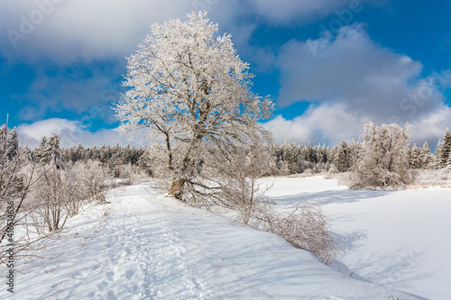 Winterlandschaft mit blauem Himmel 