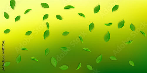 Falling green leaves. Fresh tea neat leaves flying