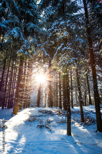 Winterwald hohe Tannen mit Sonnenlicht 