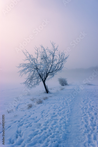 Isolated tree in the snow © Niklas