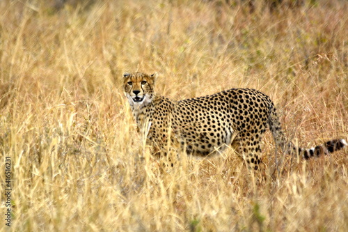  Tarangire - Cheetah