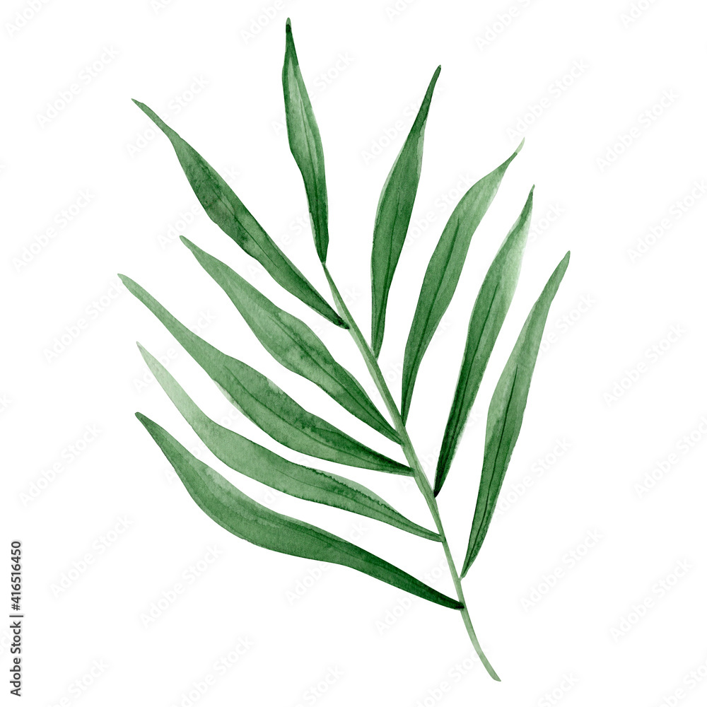 Watercolor tropical palm leaf element. Template for decorating designs and illustrations.