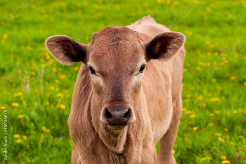 Young calf on summer grazing.