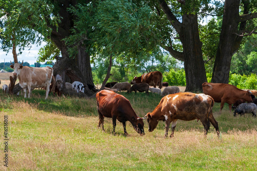 A herd of cows and sheep graze together in a field.