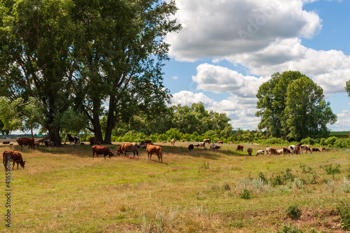 A herd of cows and sheep graze together in a field.