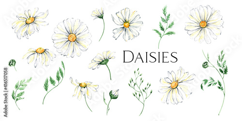 Fototapet Watercolor daisy wreath clipart, Chamomile flowers clipart, hand painted daisies