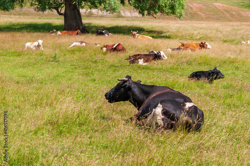 At noon, the village cows lay down to rest.