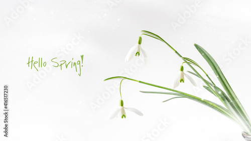 Hello spring card. First spring wild white snowdrops flowers (Galanthus nivalis) closeup