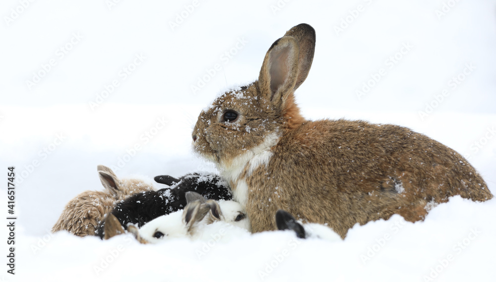 family of rabbits with bunnies in the snow family of rabbits with bunnies in the snow