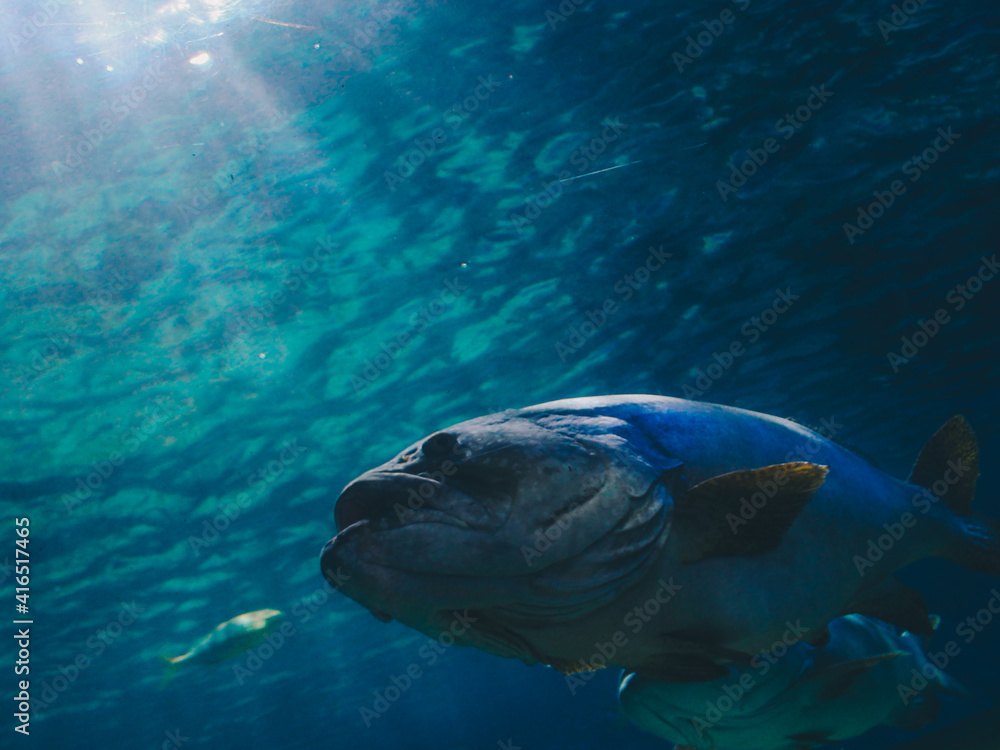Fototapeta premium fish in aquarium