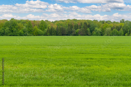 A large green field of winter rye against the background of a spring forest.