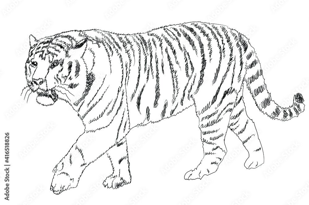 Obraz premium Tiger Line Art. Vector illustration on a white background. 
