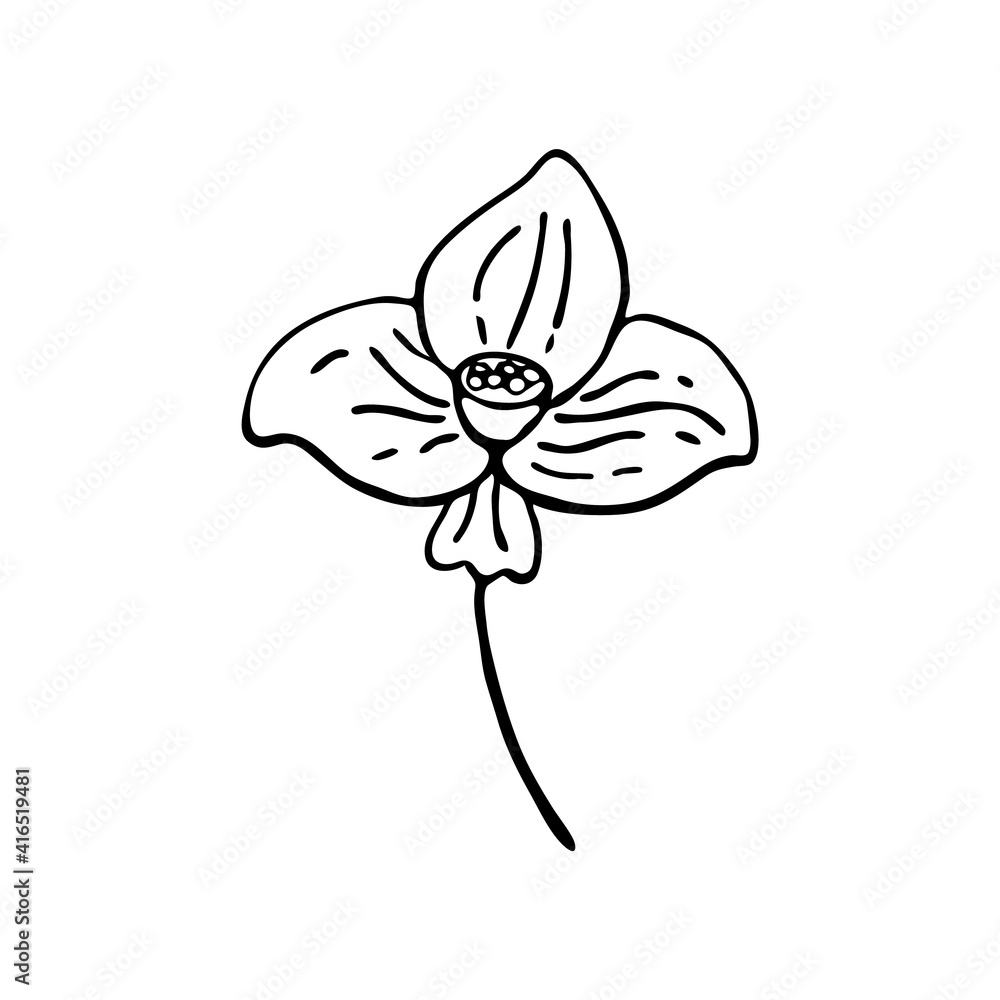 Doodle botany element. Hand-drawn images of flora. Image for various designs. Narcissus Doodle botany element. Hand-drawn images of flora. Image for various designs. Narcissus