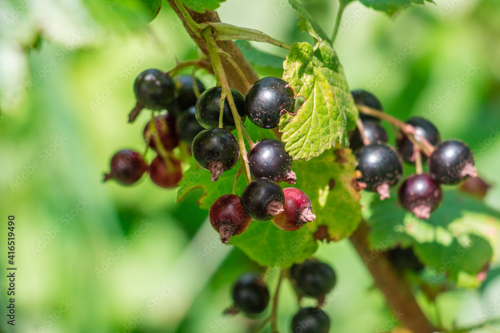 Branch of black currant in the garden, macro of black currant branch Branch of black currant in the garden, macro of black currant branch