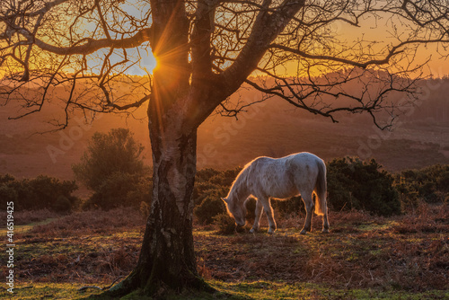 Quadro em tela white pony at sunrise