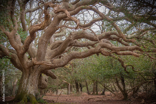 Konstfotografi ancient tree in the forest