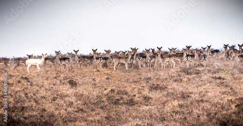 herd of deer © claire