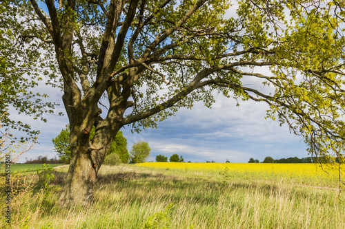 old big tree at the edge of the field