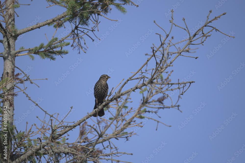 Tri coloured blackbird, Ann Arbor Tri coloured blackbird, Ann Arbor