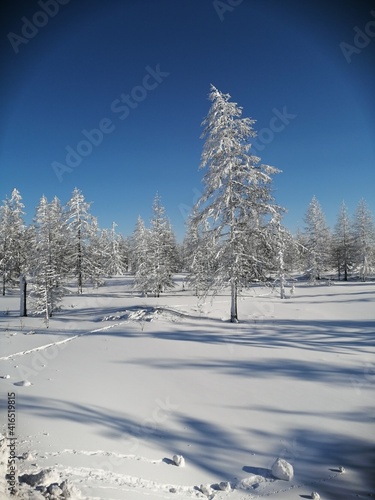 Snow-covered forest in the morning in northern Yakutia