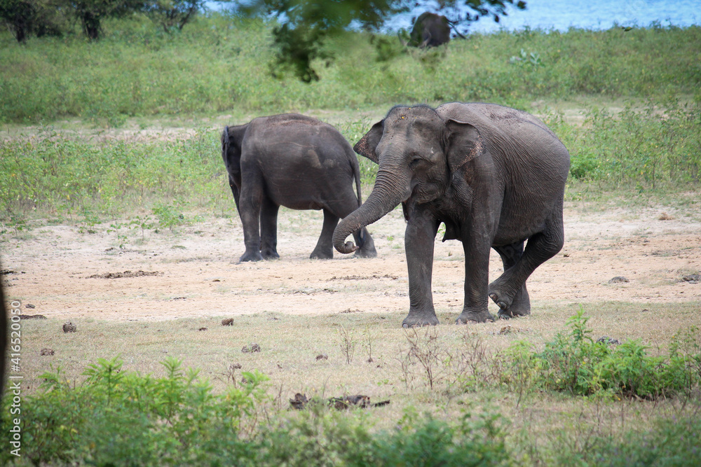 Elefanten Wild Park