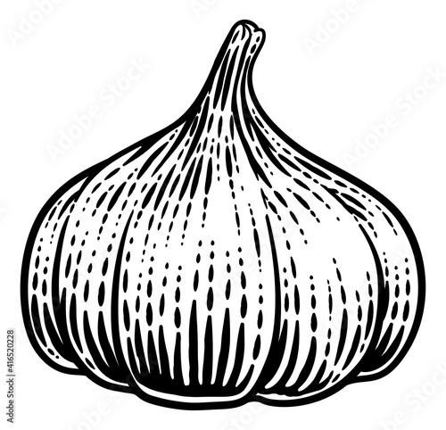 Garlic vegetable illustration in a vintage retro woodcut etching style.