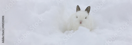 winter portrait of a white rabbit in the snow