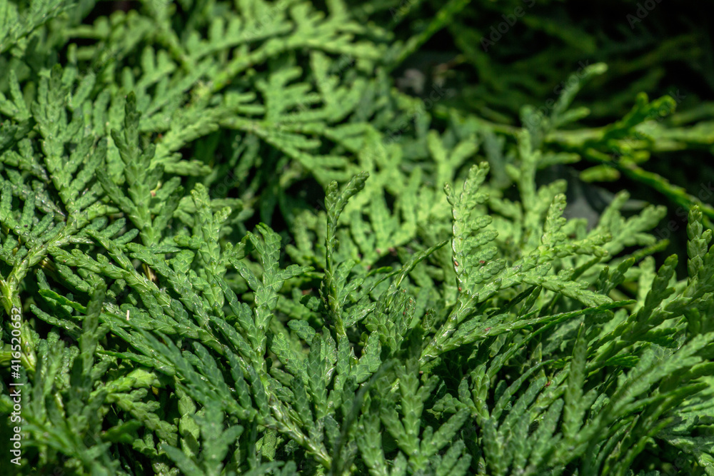 White cedar background. Thuja occidentalis, also known as northern white-cedar or eastern arborvitae, is an evergreen coniferous tree White cedar background. Thuja occidentalis, also known as northern white-cedar or eastern arborvitae, is an evergreen coniferous tree