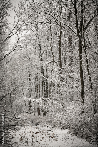 winter forest in the snow