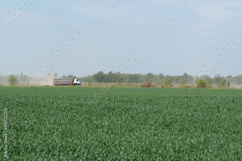 Young green sprouts of wheat on field and truck