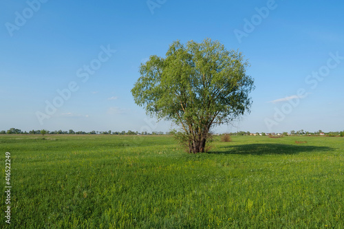 Beautiful lonely green tree at grasslands