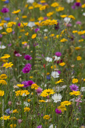 colourful yellow, purple and white wildflowers in close-up © chris