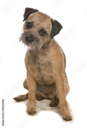 Photography Border Terrier