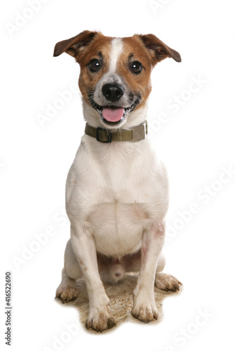 Jack Russell Terrier © Chris Brignell