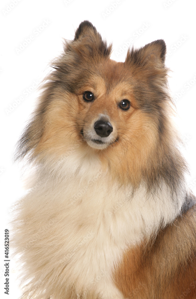 Obraz premium Shetland sheepdog