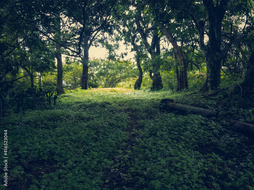 Fototapeta premium A walk outside